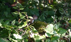 IMG_3932.jpg